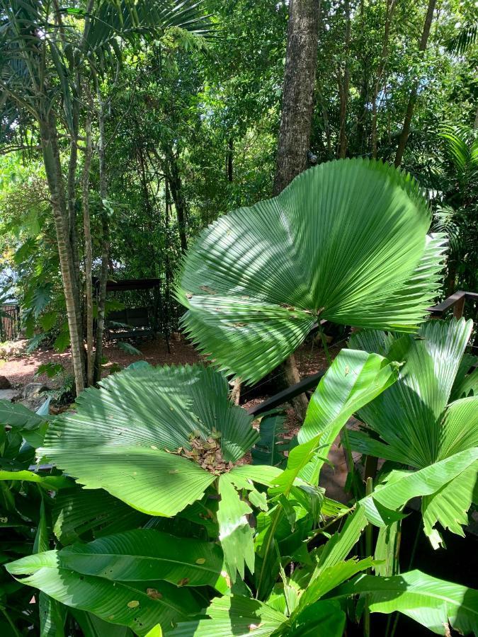 Cairns Rainforest Retreat Exteriér fotografie